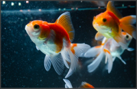 5 herramientas de marketing ideales para Partners 3CX